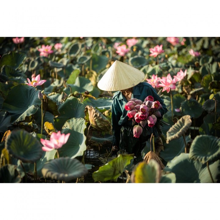 Thu hoạch hoa sen